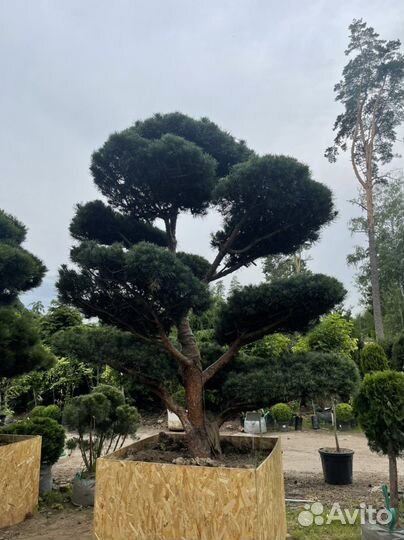 Бонсай(Ниваки)