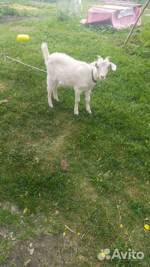 Продам козочек