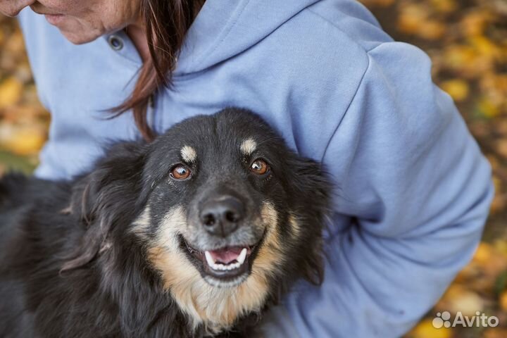 Милая Дара в добрые руки