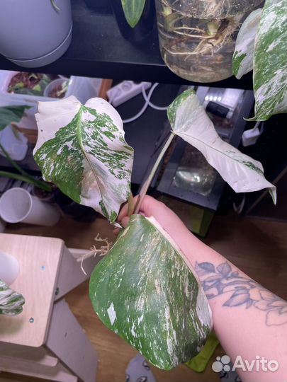 Монстера альба