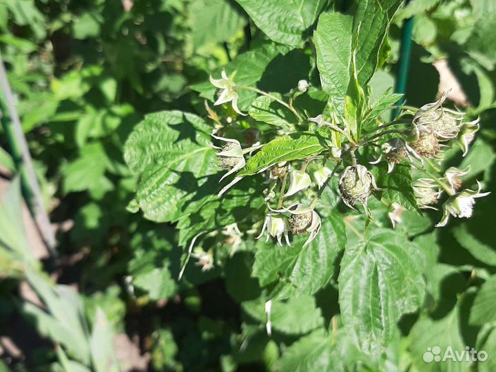 Саженцы малины ремонтатной Геракл