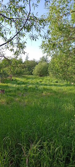 Участок 25 сот. (ИЖС)