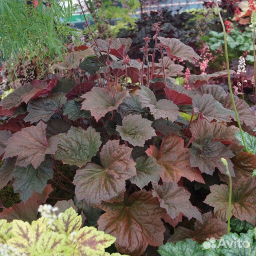 Растения цветы для сада многолетники