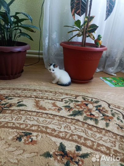 Милые котятки