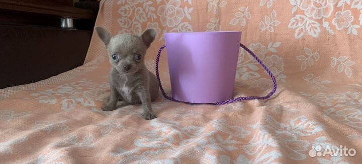 Чихуахуа micro девочка