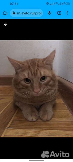 Рыжий кот, вязка