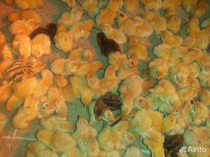 Перепела суточные