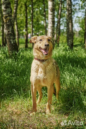 Герда страдает в тесном вольере в приюте