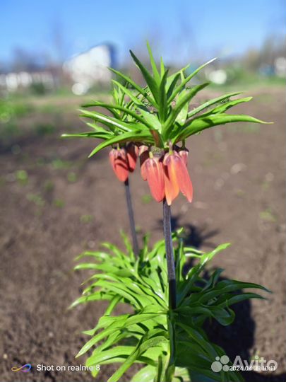 Рябчик императорский