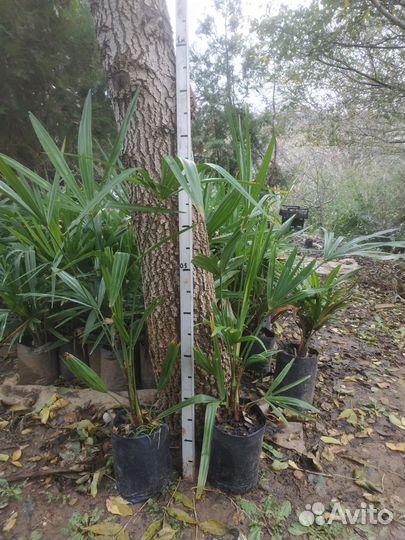 Пальма трахикарпус, сабаль