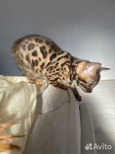 Бенгальская