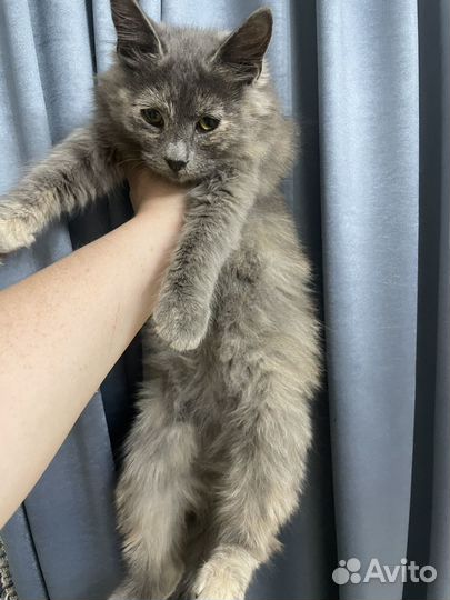 Кошка в дар шотландская