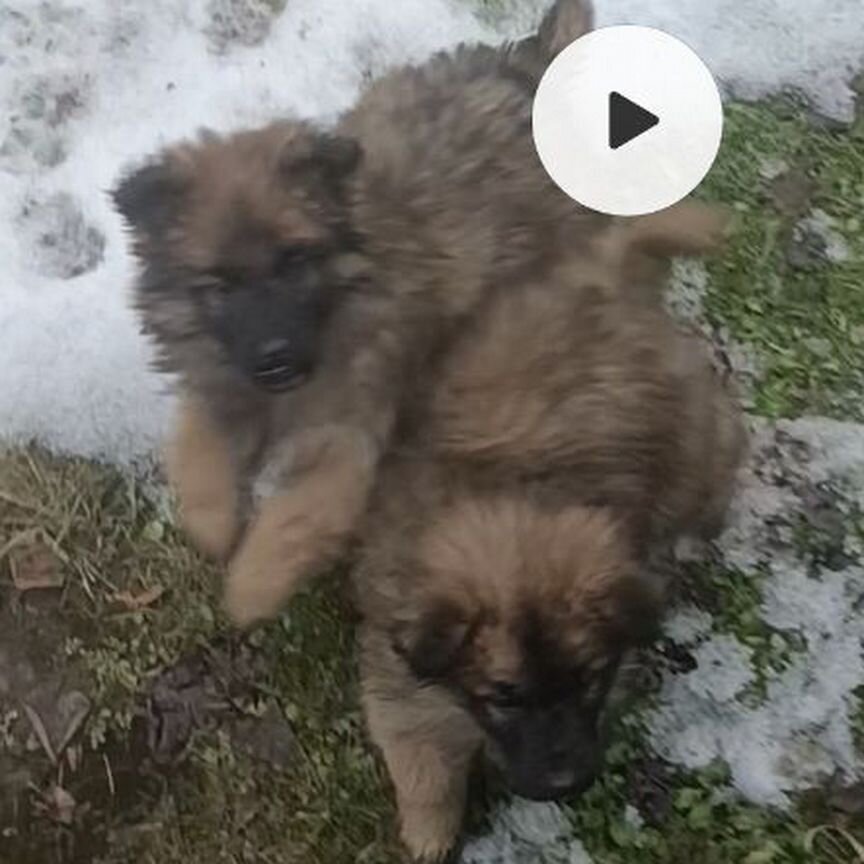 Щенок в добрые руки мальчик