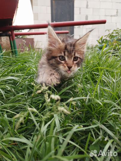 Котята мейн-кун