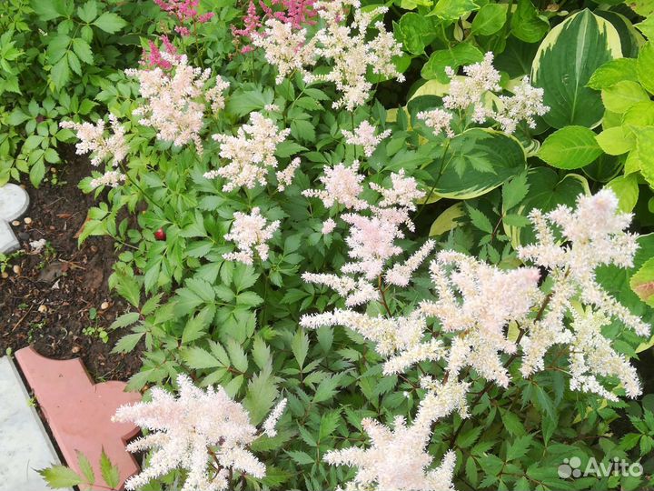 Астильбы,Лиатрис,Гайлардия