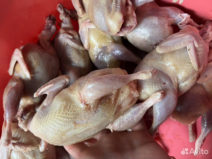 Мясо перепелов