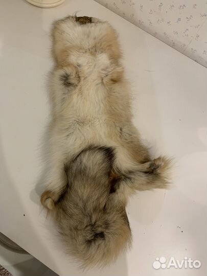 Шкурка корсака