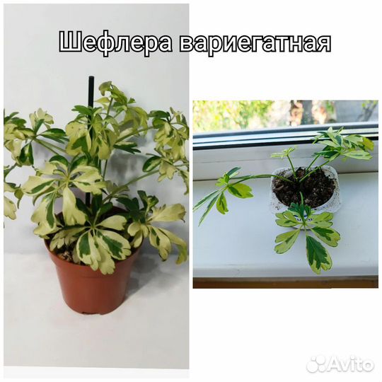 Комнатные цветы