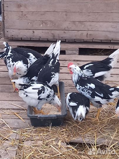 Куры молодые петушки