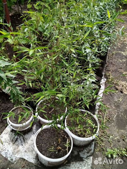 Саженцы экзотических растений и плодовых деревьев