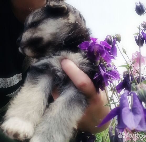 Щенки сибирской хаски в добрые руки бесплатно