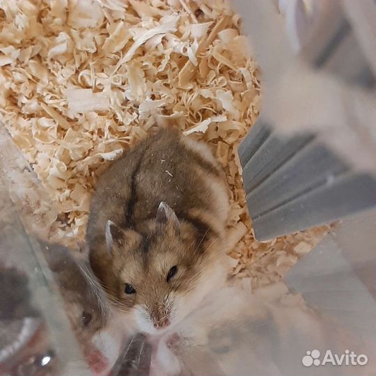 Джунгарский хомяк с клеткой