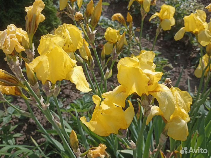Ирисы желтые