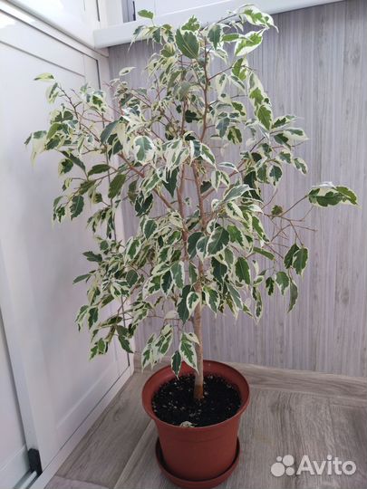 Фикус бенджамина