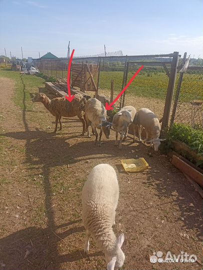 Катумские овцы