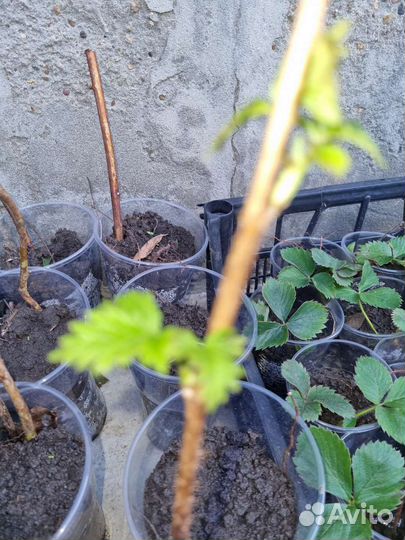 Малина маравилла кустики