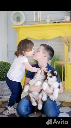 Щенки Хаски для Фото