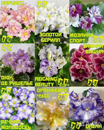 Сортовые фиалки