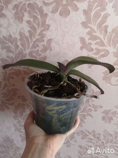 Фаленопсис бабочка