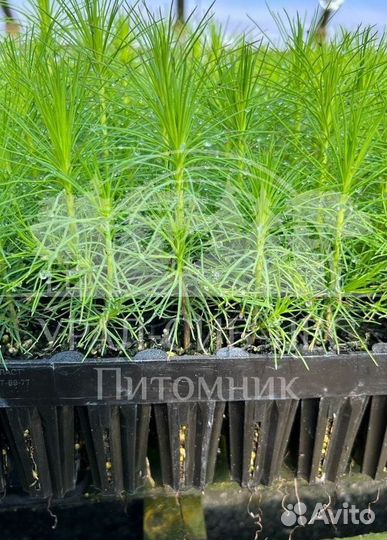 Сеянцы зкс Сосна Ель Лиственница окс Голуб Горн