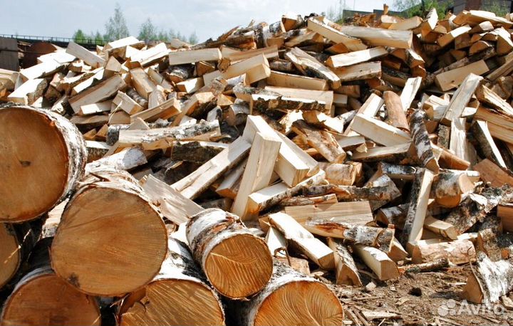 Береза на выбор