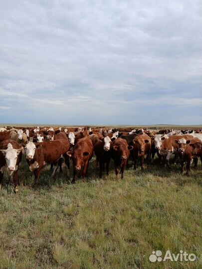 Телки мясных пород 100 гол возраст 1,5 -2 года