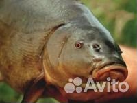 Рыба линь живая, зарыбление пруда