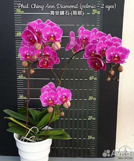 Орхидея Ching Ann Diamond пелорик