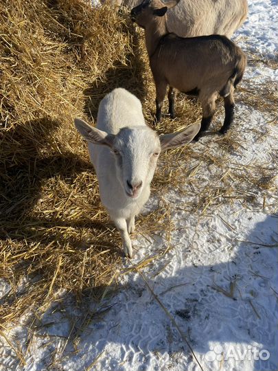 Молодые Козы :Зааненские, Альпийские