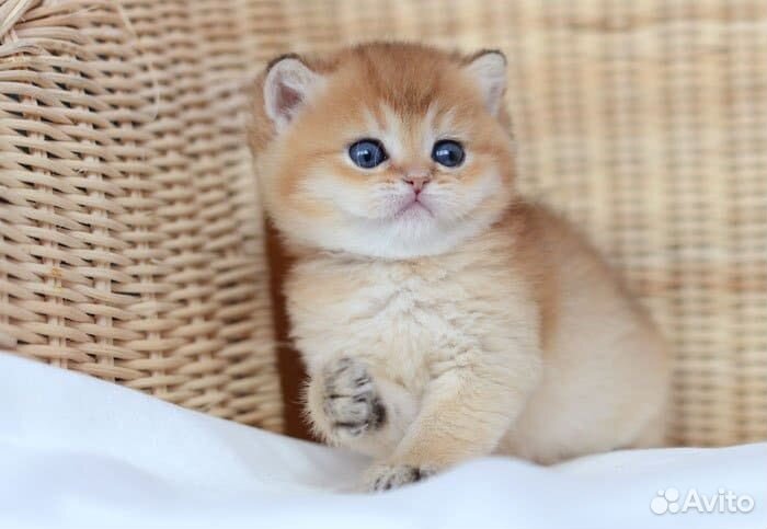 Шотландские котята