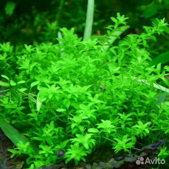 Аквариумные растения, мхи, улитки, гриндаль, грунт