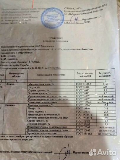 Зерно пшеница