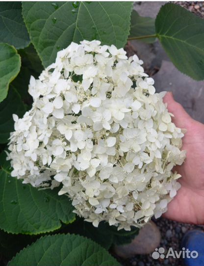 Гортензия древовидная Анабель