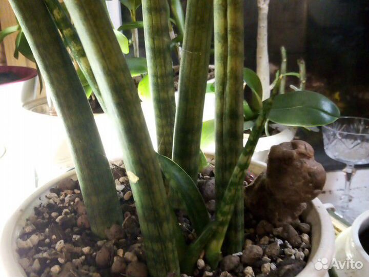 Хаутюйния. Сансевиерия цилиндра