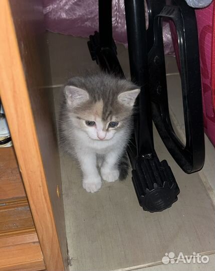 Котята в добрые руки бесплатно