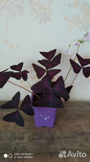 Оксалис (кислица)