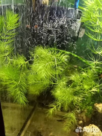 Роголитник растение в аквариум