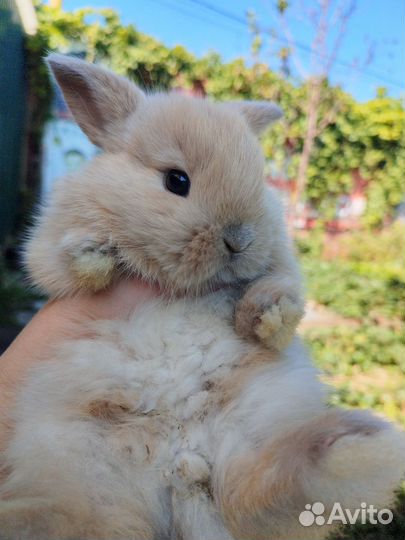 Декоративные карликовые кролики породы Минилоп