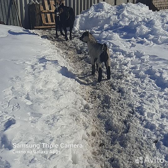 Козлик на племя
