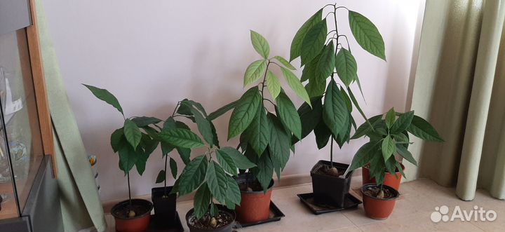 Деревца авокадо